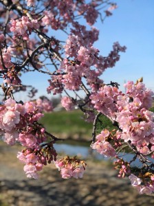 復興支援　寒桜