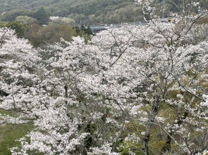 桜　色づく杜　大阪
