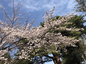 桜　色づく杜