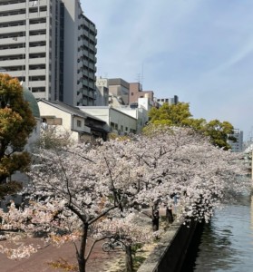 桜　大阪　色づく杜