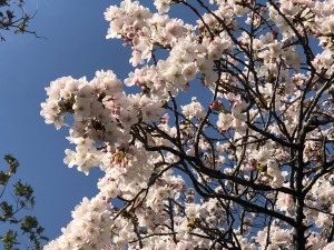 桜　色づく杜