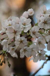 桜　色づく杜