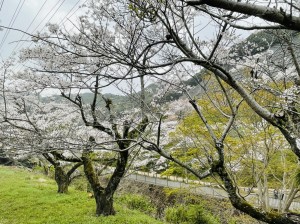 桜　色づく杜　大阪